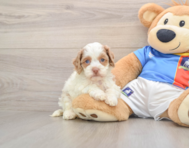 6 week old Cockapoo Puppy For Sale - Premier Pups