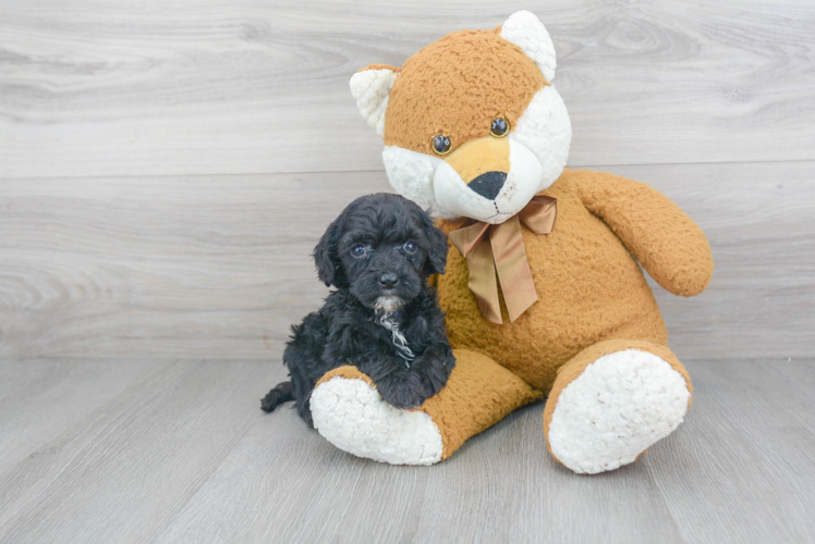 Popular Cockapoo Poodle Mix Pup