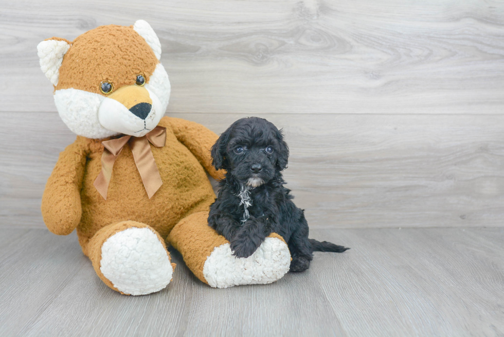 Cockapoo Pup Being Cute