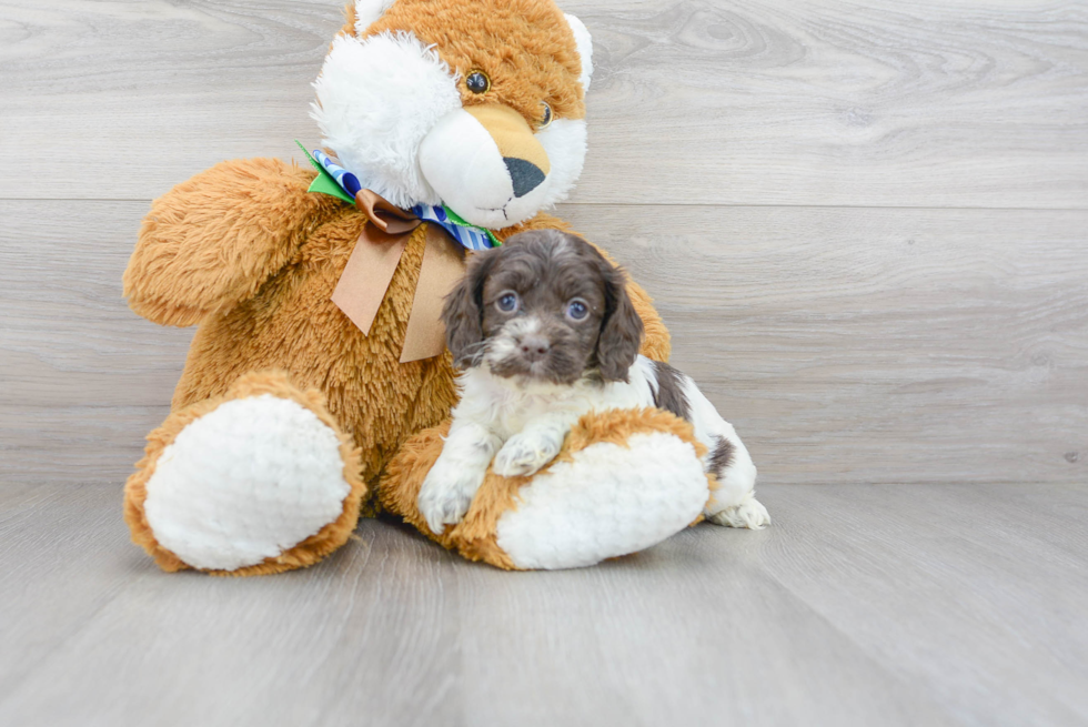 Best Cockapoo Baby
