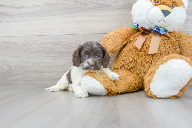 Cute Cockapoo Baby