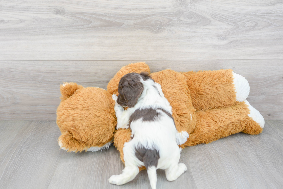 Cute Cockapoo Poodle Mix Pup