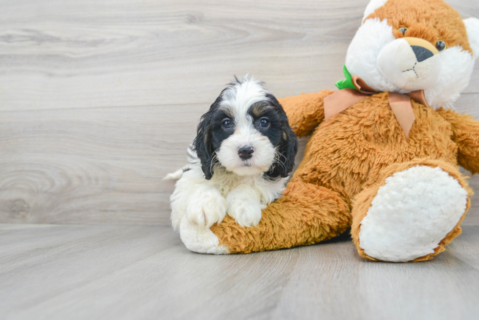 Adorable Cockerpoo Poodle Mix Puppy