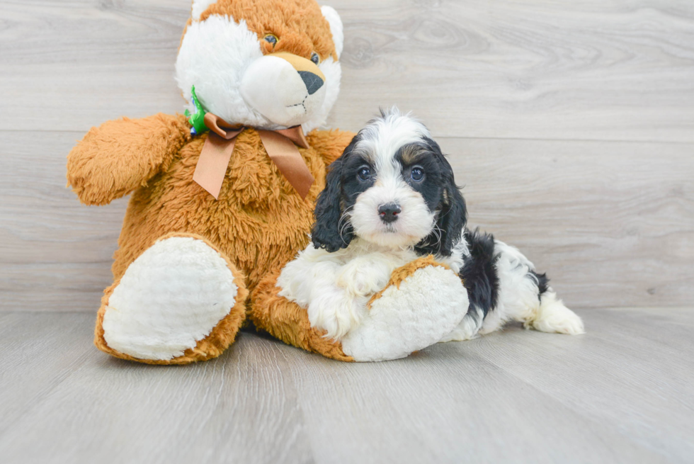 Little Cockerpoo Poodle Mix Puppy