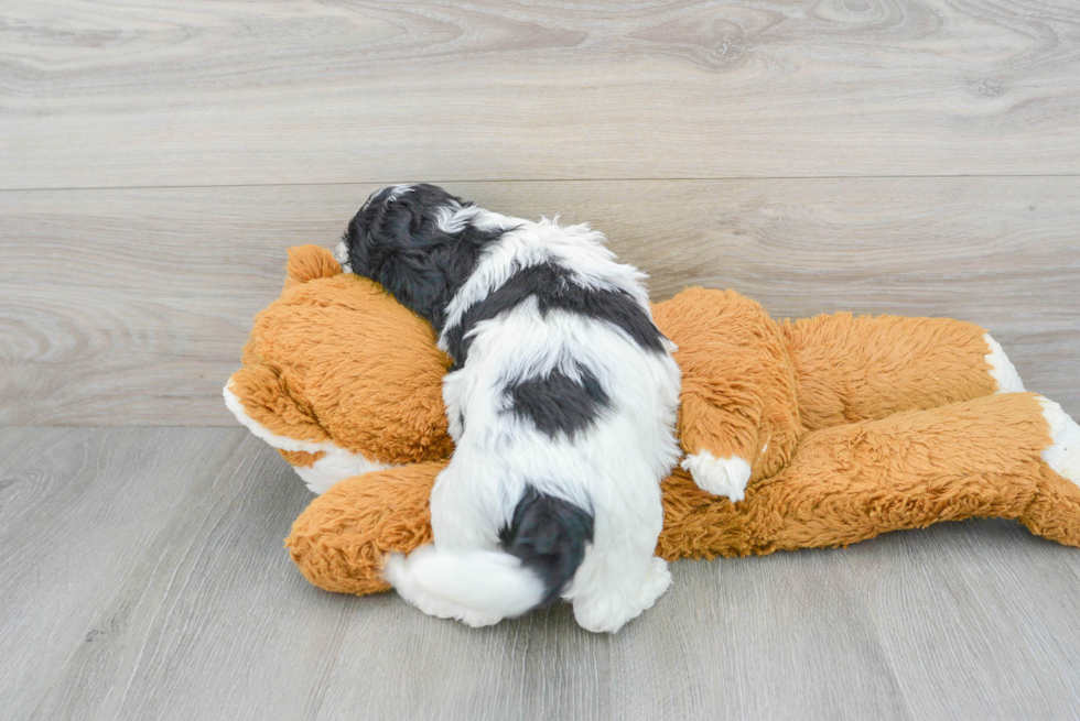 Happy Cockapoo Baby