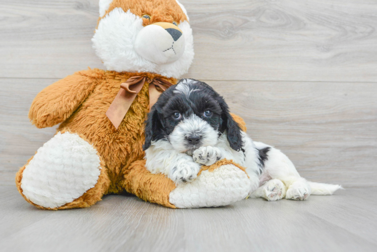 Cockapoo Puppy for Adoption