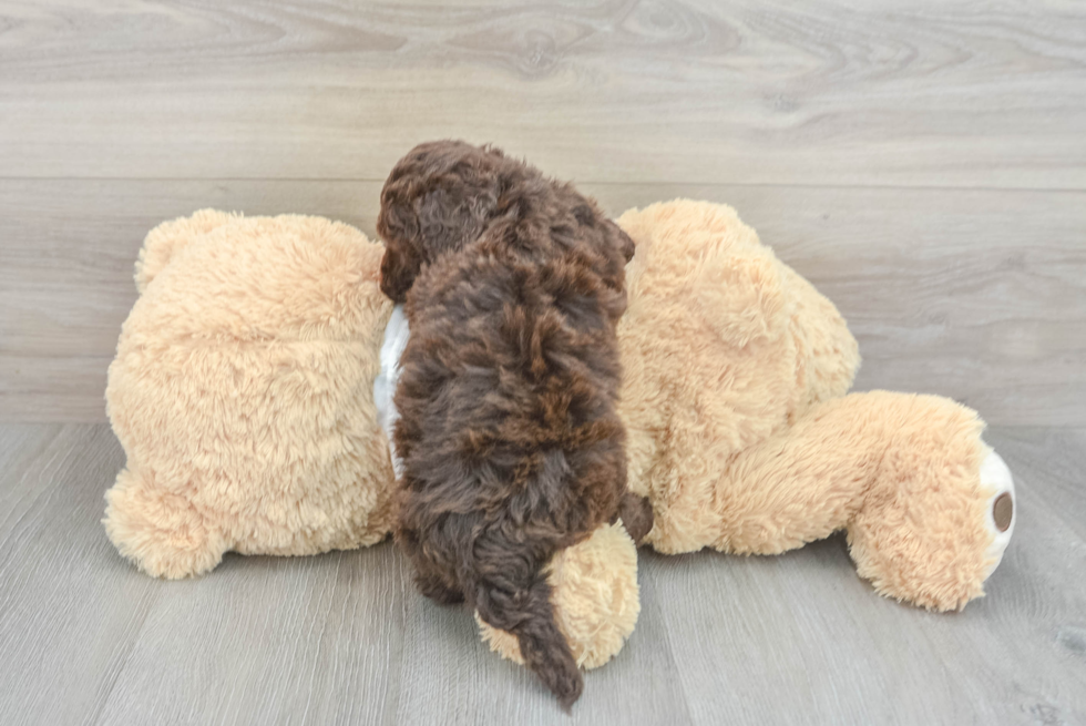 Little Cockerpoo Poodle Mix Puppy