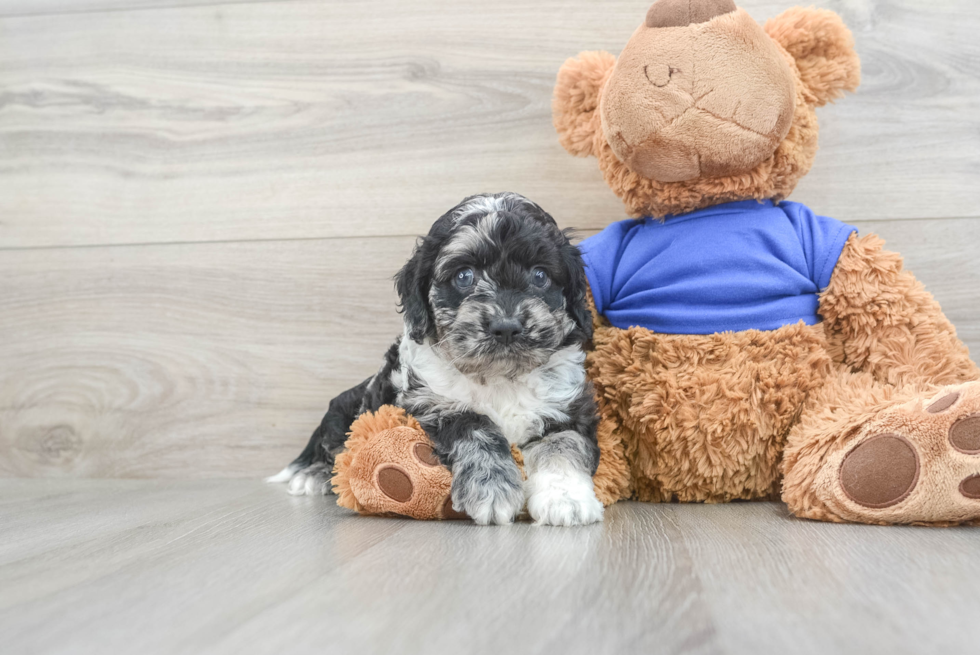 Friendly Cockapoo Baby