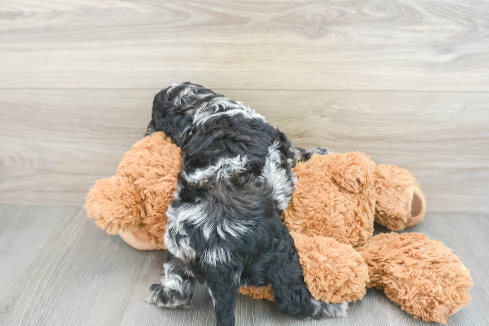 Playful Cockerpoo Poodle Mix Puppy