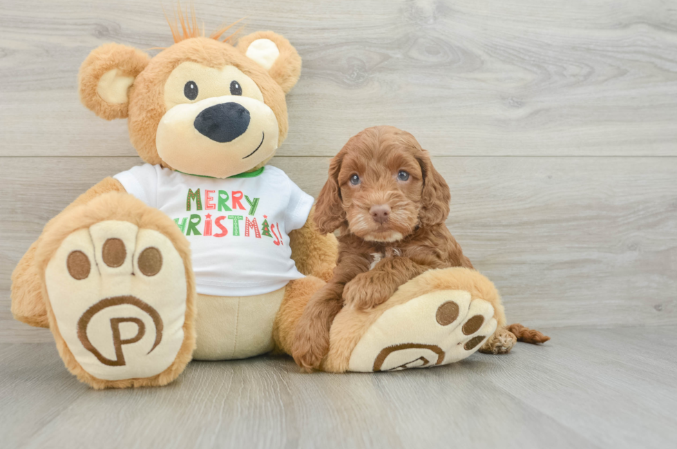 5 week old Cockapoo Puppy For Sale - Premier Pups