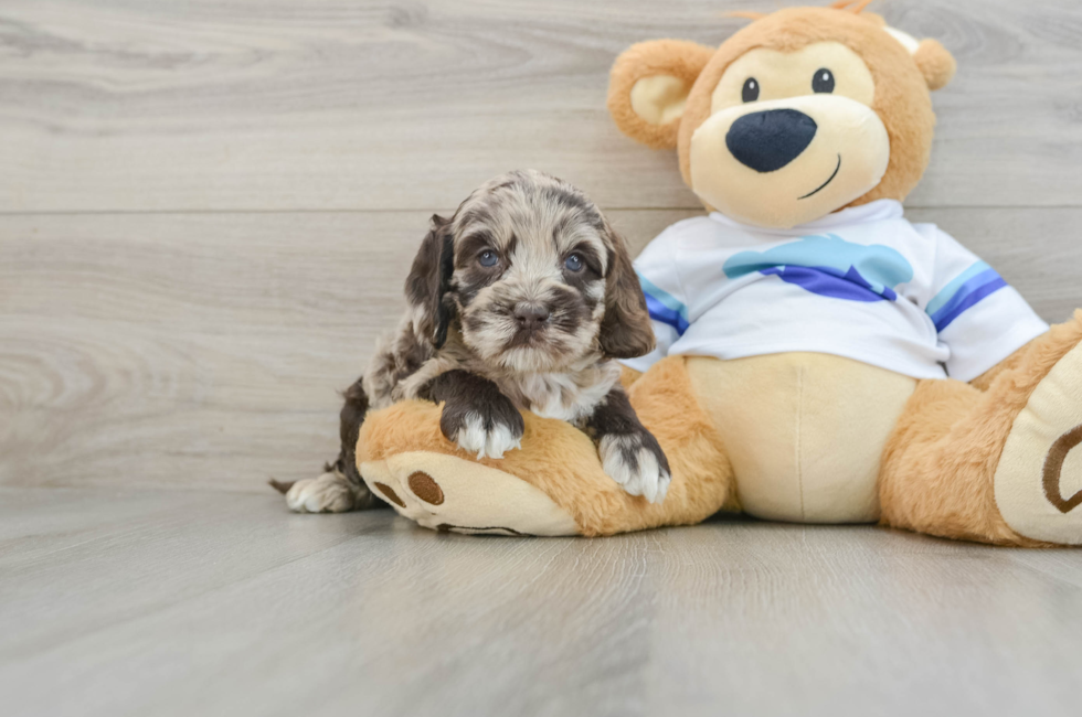 5 week old Cockapoo Puppy For Sale - Premier Pups