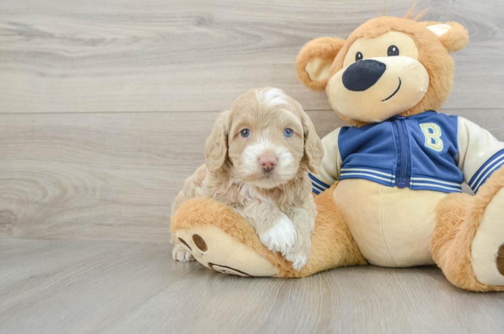 5 week old Cockapoo Puppy For Sale - Premier Pups