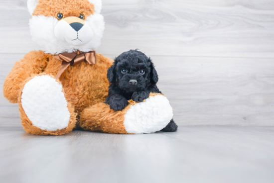 Adorable Cockerpoo Poodle Mix Puppy