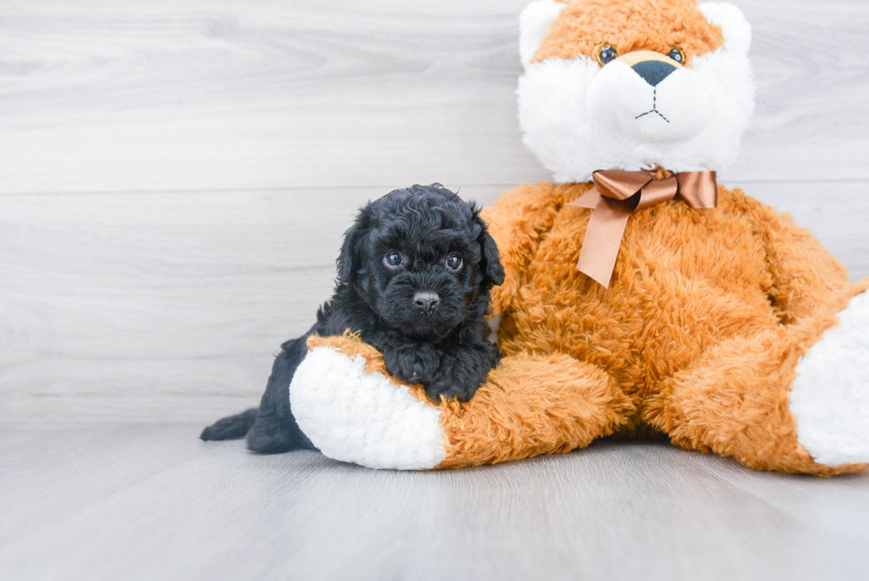 Cute Cockapoo Baby