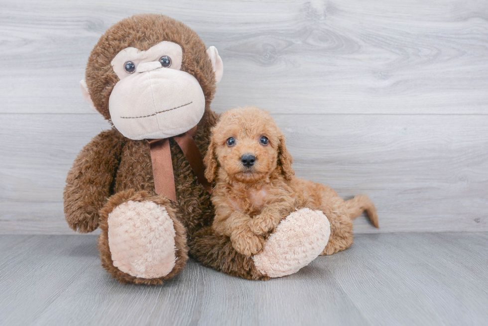 Popular Cockapoo Poodle Mix Pup