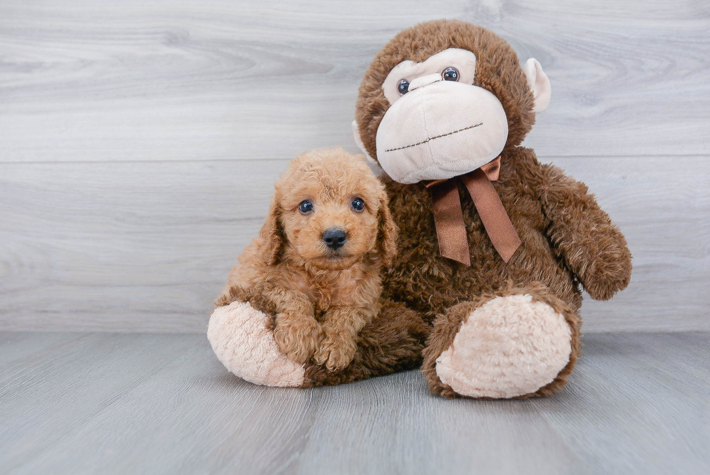 Small Cockapoo Baby