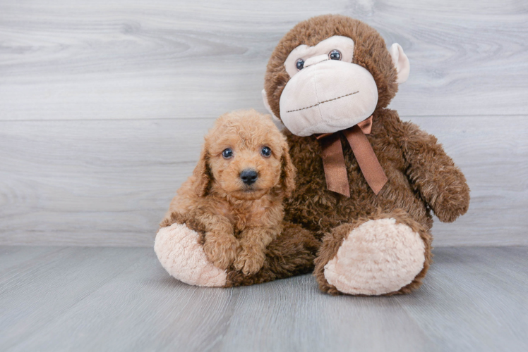 Small Cockapoo Baby