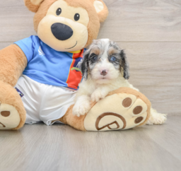 8 week old Cockapoo Puppy For Sale - Premier Pups