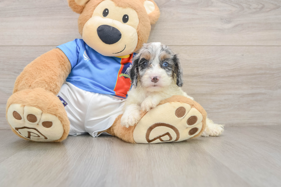 Cockapoo Pup Being Cute