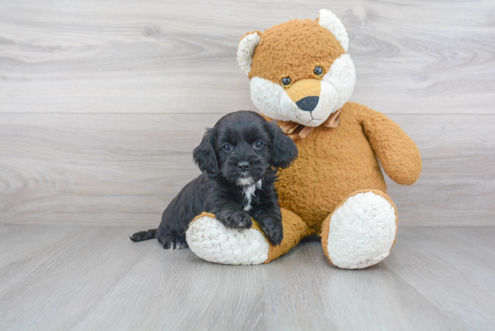 Hypoallergenic Cockerpoo Poodle Mix Puppy