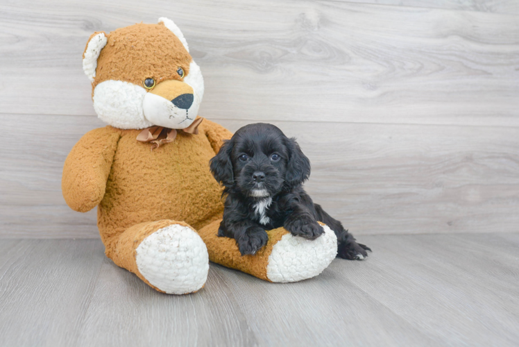 Funny Cockapoo Poodle Mix Pup