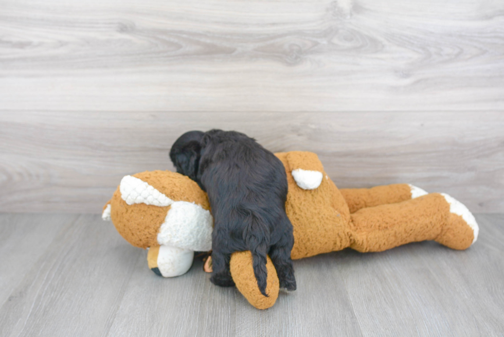 Smart Cockapoo Poodle Mix Pup