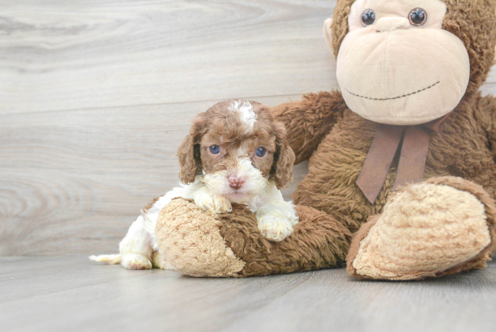 Happy Cockapoo Baby