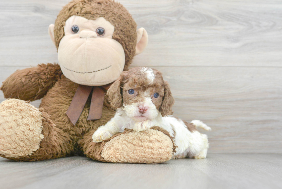 Best Cockapoo Baby