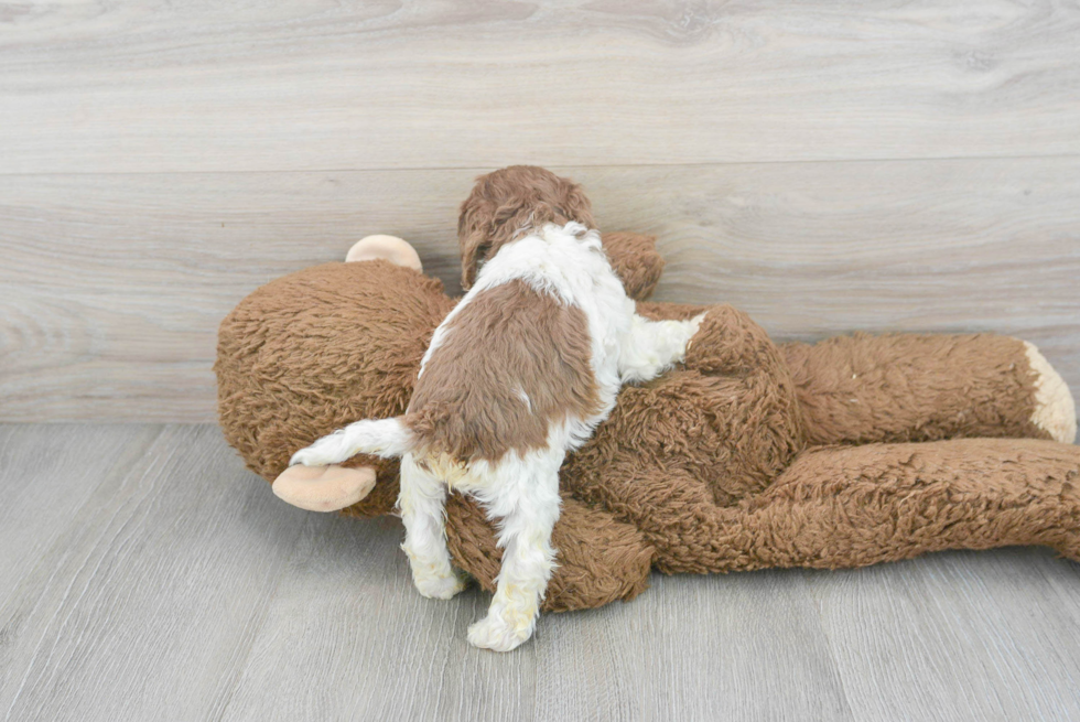 Cockapoo Pup Being Cute