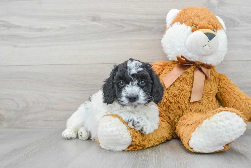 Cockapoo Puppy for Adoption