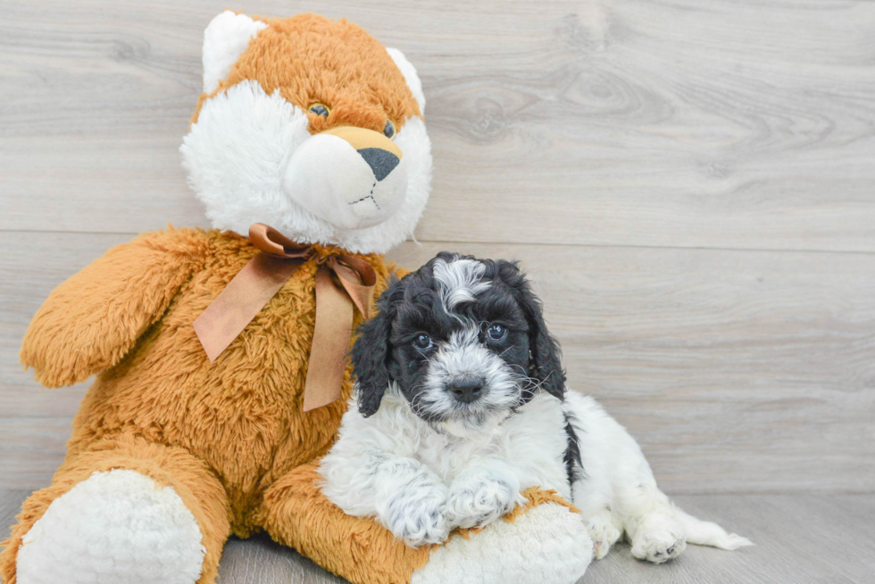 Petite Cockapoo Poodle Mix Pup