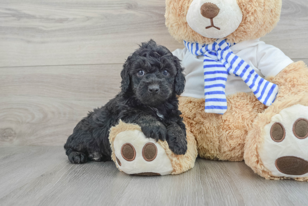 Friendly Cockapoo Baby