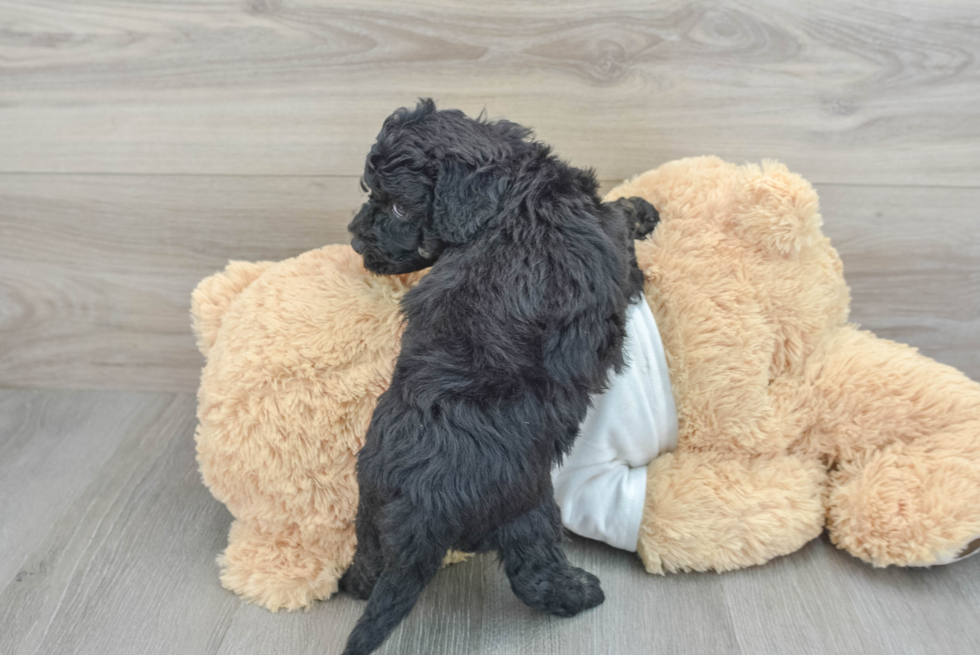 Happy Cockapoo Baby