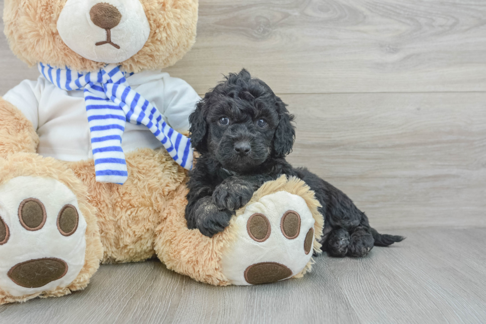 Cockapoo Pup Being Cute