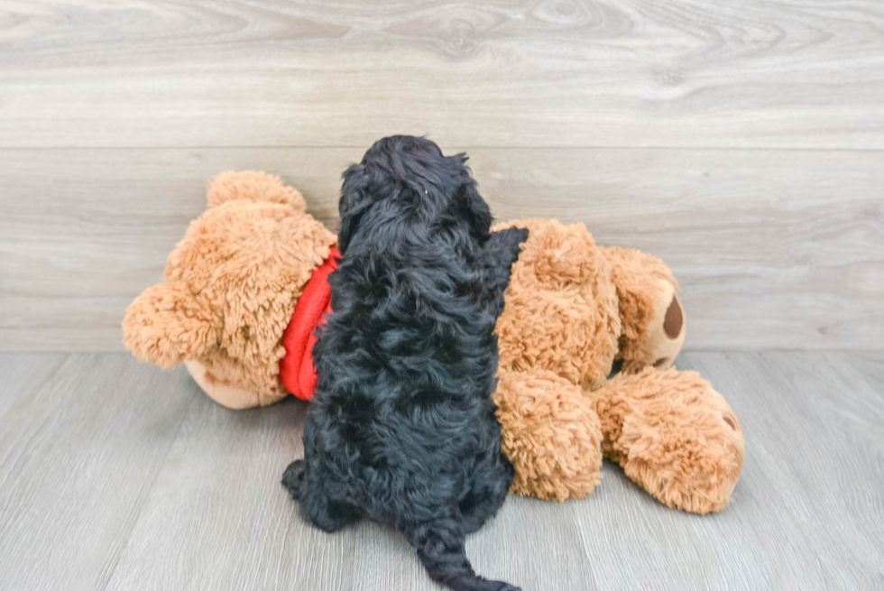 Adorable Cockerpoo Poodle Mix Puppy