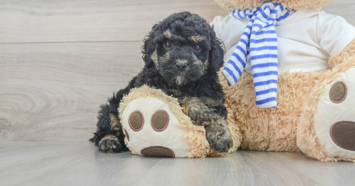 Adorable Cockapoo Paul: 6lb 1oz Doodle Puppy