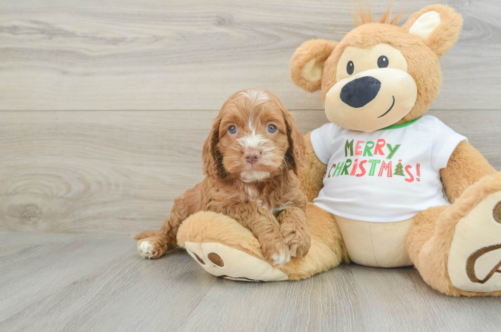 5 week old Cockapoo Puppy For Sale - Premier Pups