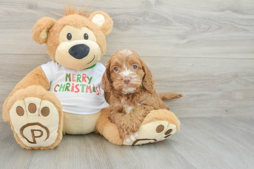 Petite Cockapoo Poodle Mix Pup