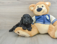 7 week old Cockapoo Puppy For Sale - Premier Pups