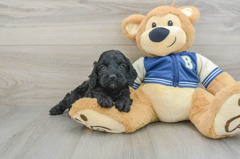 5 week old Cockapoo Puppy For Sale - Premier Pups