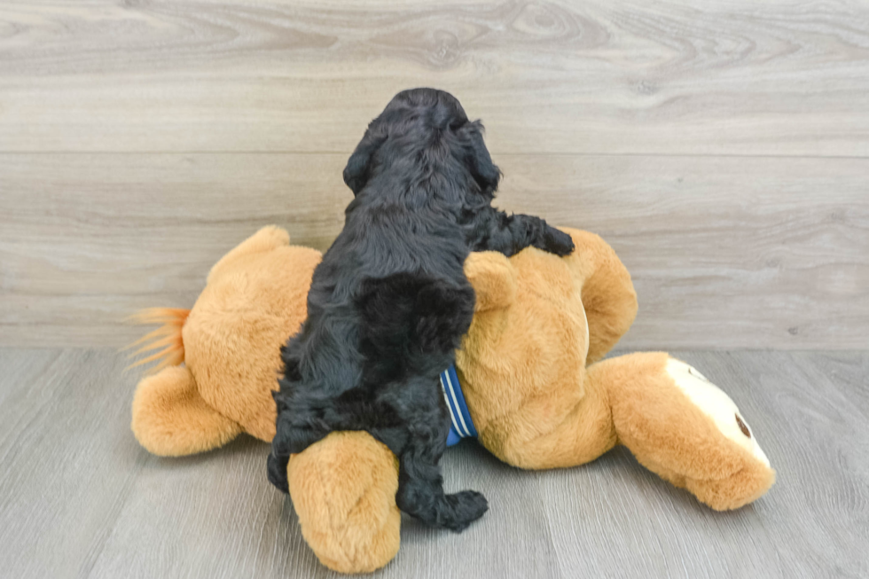 Cockapoo Puppy for Adoption