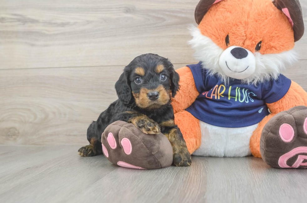 5 week old Cockapoo Puppy For Sale - Premier Pups