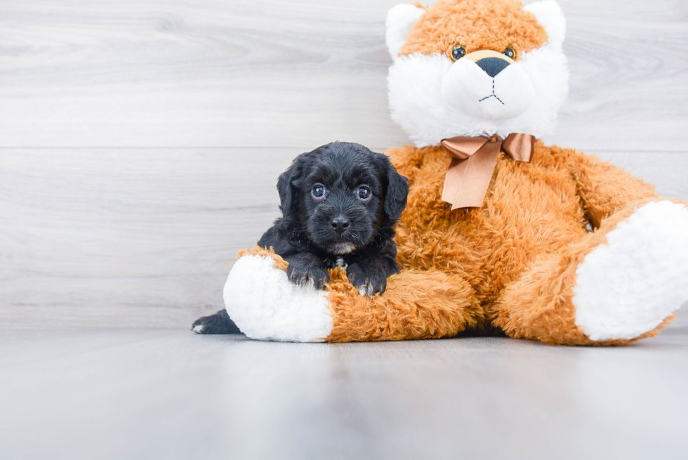 Cockapoo Pup Being Cute