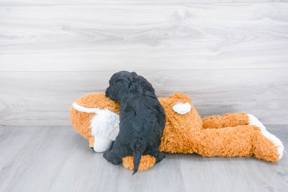 Energetic Cockerpoo Poodle Mix Puppy