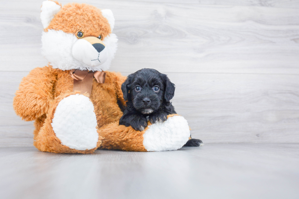 Friendly Cockapoo Baby