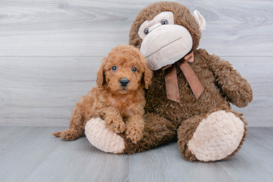 Cockapoo Puppy for Adoption