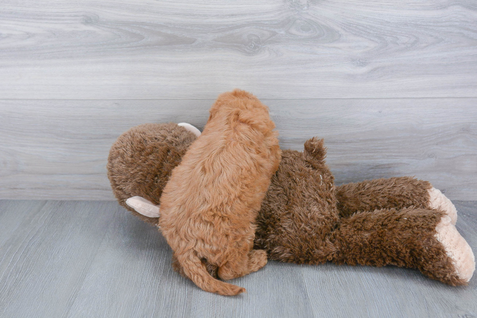 Popular Cockapoo Poodle Mix Pup