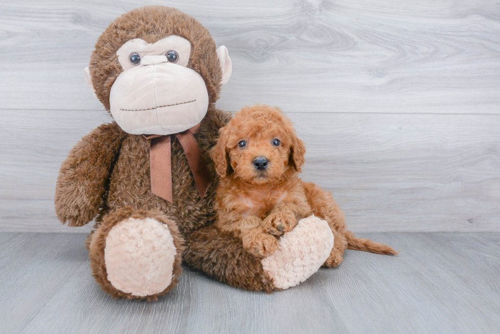 Cockapoo Pup Being Cute