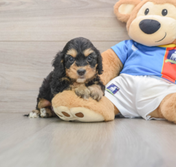 8 week old Cockapoo Puppy For Sale - Premier Pups