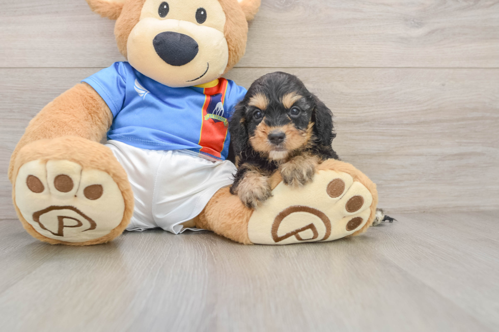 Cockapoo Puppy for Adoption